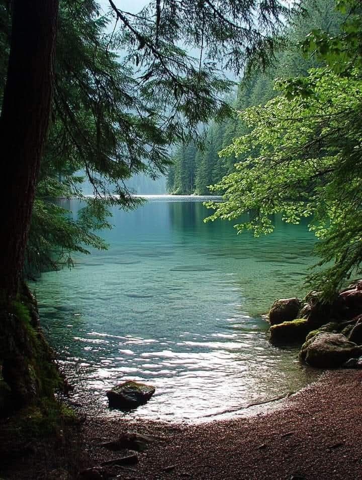Tranquil Lake Shore in a Lush Forest Setting