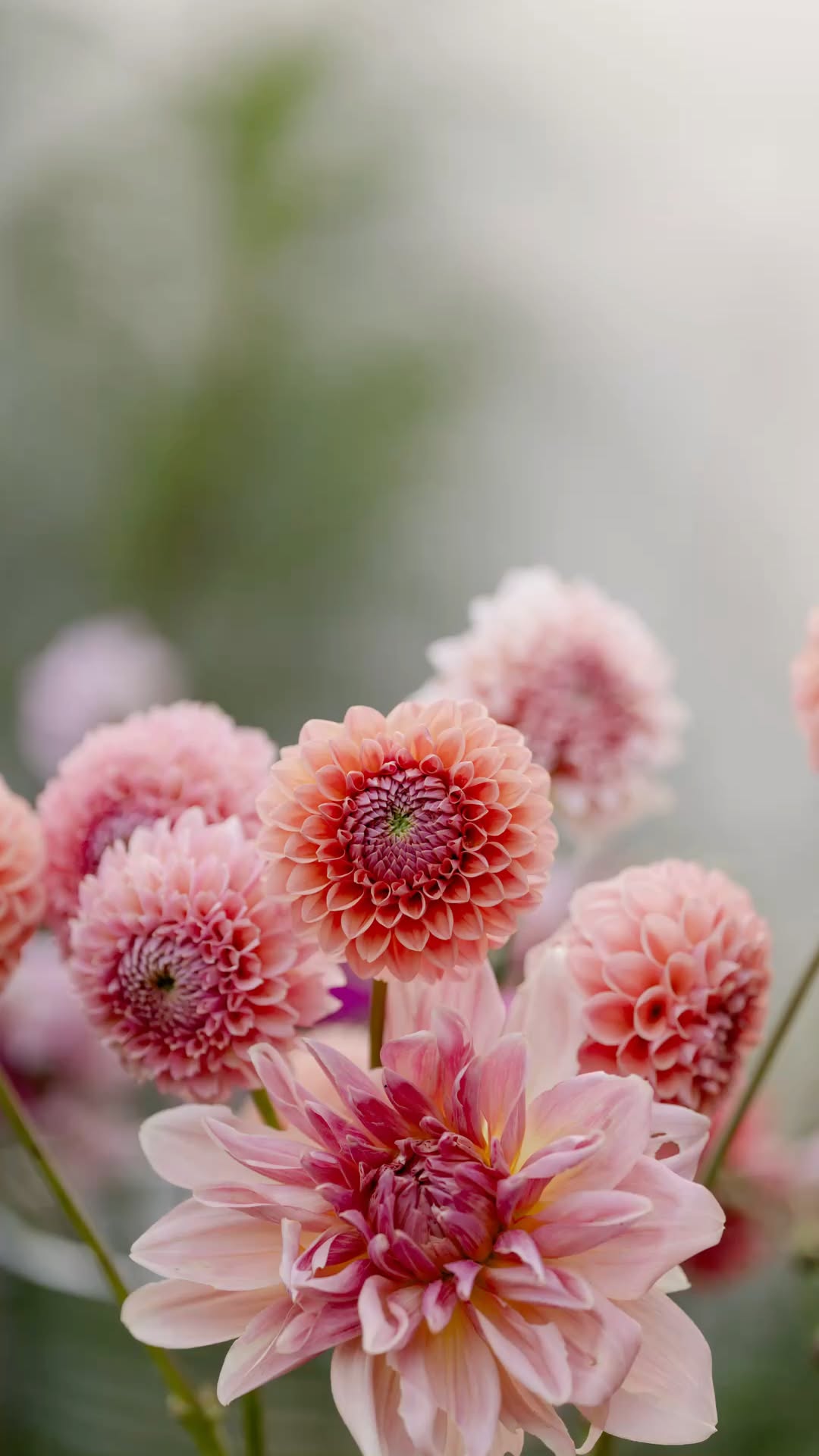 Close-Up of Soft Pink Dahlias in Bloom