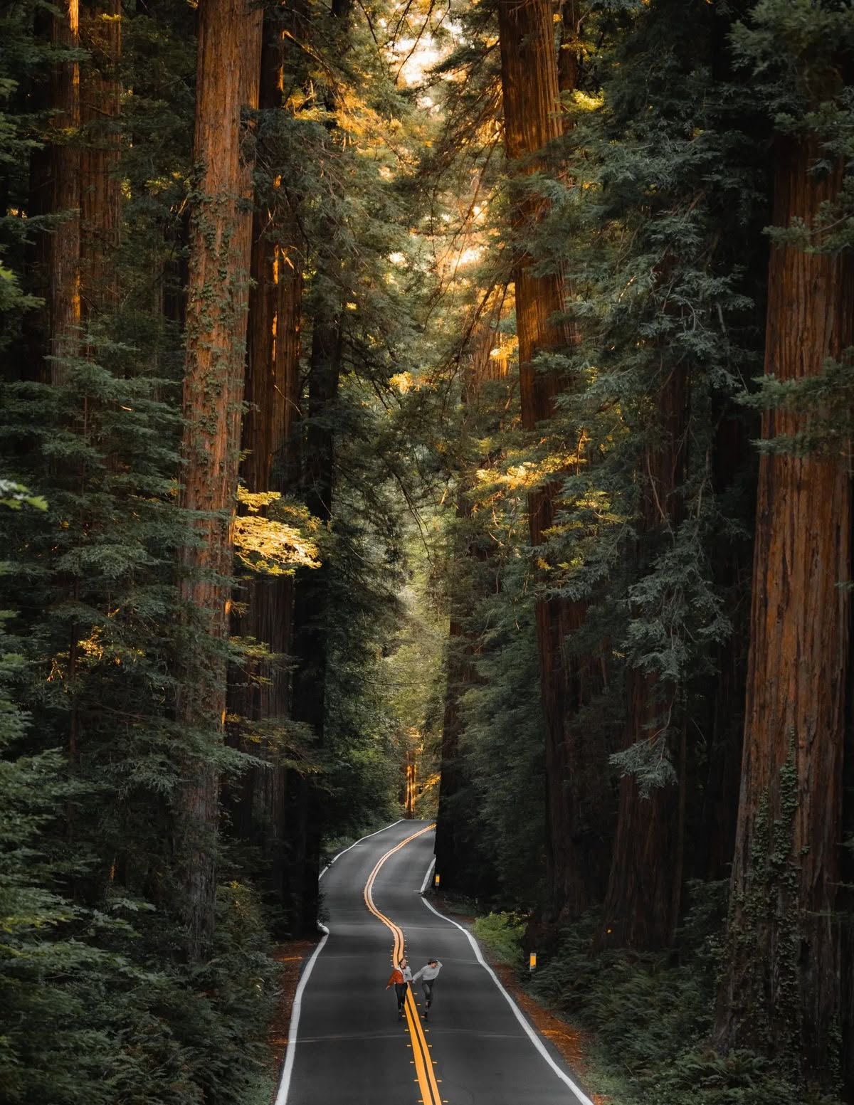 Scenic Road Winding Through Towering Redwood Forest